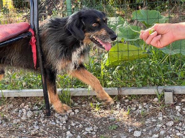 Ley (Marley), cagnolino 6 anni e mezzo – taglia media, dolce e giocherellone Foto 5